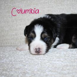 Columbia - Black tri-color female Australian Shepherd puppy in Crockett, Texas from Southern Paws Mini Aussies