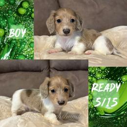 Mochi - Dapple male Dachshund puppy in Jonesboro, Illinois from Twin Hills Dachshunds