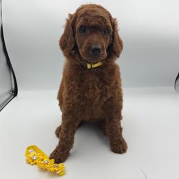 Margarita - Red  female Poodle puppy in Mount Vernon, Illinois from AMC Poodles