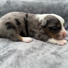 Sophee - Blue merle female Miniature Australian Shepherd puppy in Ambrose, Georgia from Brandilyn's Aussies
