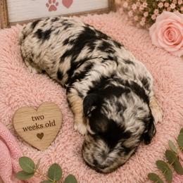 Cece - Merle female Goldendoodle puppy in North Branch, Michigan from Graceful Miniature Goldendoodles