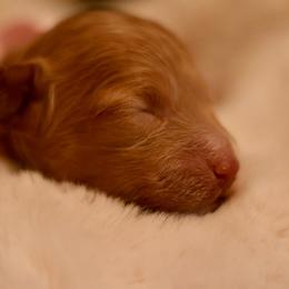 Ruby - Apricot female Goldendoodle puppy in Forney, Texas from Diamond Doodle Pups and Poodles