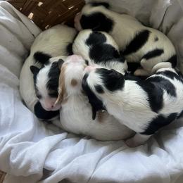 Cavalier King Charles Spaniel, Cavapoo, Maltipoo, and Poodle Puppies from Lainy's Cottage Puppies