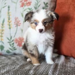 Kat - Red merle female Toy Australian Shepherd puppy in Killen, Alabama from Wilkers Wholehearted Mini Aussies