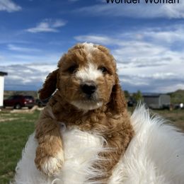Goldendoodle Puppies from Bryce Valley Breeding