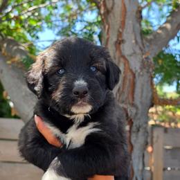 Luna - Brown and white female Siberian Husky puppy in Los Angeles, California from Zenia Huskies