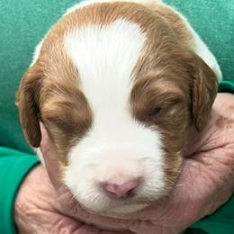Pink boy 5 - Orange and white male Brittany puppy in Floyd Knobs, Indiana from Cross Creek Brittanys