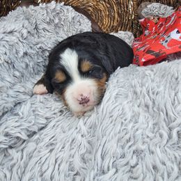 Bernedoodle, Bernese Mountain Dog, Cavapoo, Goldendoodle, and Poodle Puppies from Happy Valley Puppies