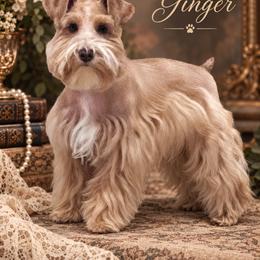 Ginger - Miniature Schnauzer