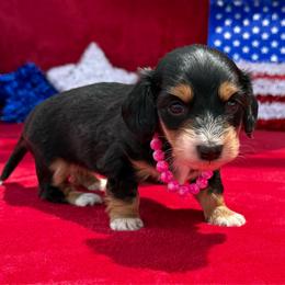 Anna - Black and tan female Dachshund puppy in Lincoln, Arkansas from Red Dirt Dachshunds