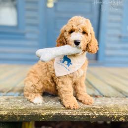 Rampart - Cream male Goldendoodle puppy in Evans, Georgia from Have-a-Doodle Hill