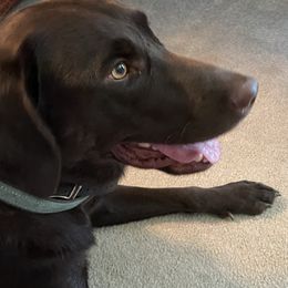 Labrador Retriever Puppies from North Trail Retrievers