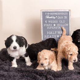 Bernedoodle Puppies from Sugarcreek Haven Bernedoodles