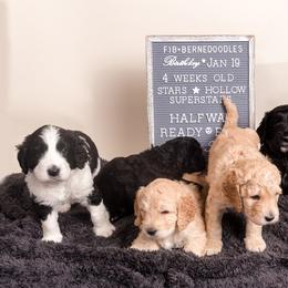 Bernedoodle Puppies from Sugarcreek Haven Bernedoodles