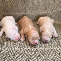Boy 1 - Apricot male Goldendoodle puppy in Glendale, Arizona from Follow Your Bliss Doodles