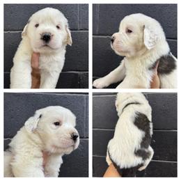 White - Mahogany and white female Saint Bernard puppy in Ladysmith, Wisconsin from Northwoods Saint Bernards