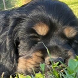 Cocker Spaniels from Blackberry Farm Cockers