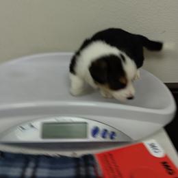 Cardigan Welsh Corgi Puppies from Victory Crown