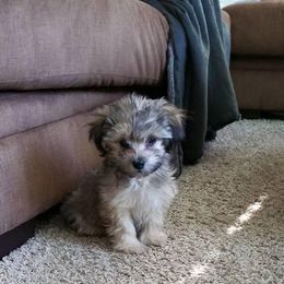 Dachshund, Mal-Shi, and Morkie Puppies from Woodpecker Ridge Pups