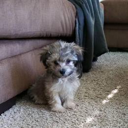 Dachshund, Mal-Shi, and Morkie Puppies from Woodpecker Ridge Pups