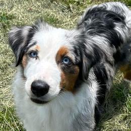Linnie - Miniature American Shepherd