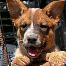 Rosebud Aka Rosie - Red speckled female Australian Cattle Dog puppy in Red Bluff, California from Route 99 Heelers