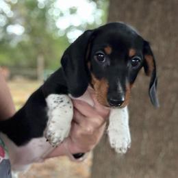 Shades READY TO GO - Piebald male Dachshund puppy in Gentry, Arkansas from Sweet As Pie Doxies
