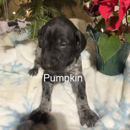Pumpkin - Black roan female German Shorthaired Pointer puppy in Jackson, Georgia from Tiner GSP’s LLC