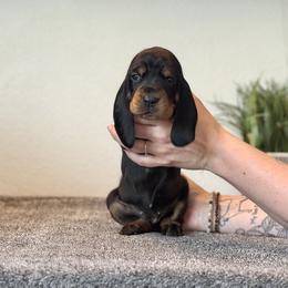 Little Green Girl - Black and tan female Black and Tan Coonhound puppy in Oregon from Toodaloo Coonhounds
