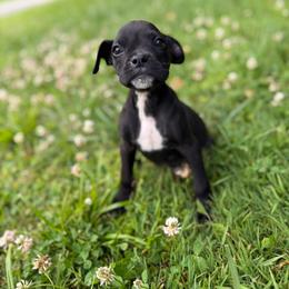 Girl 2 - Brindle female Boxer puppy in Prestonsburg, Kentucky from Bre’s Boxers