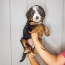 Bernedoodle, Bernese Mountain Dog, and Goldendoodle Puppies from Red Door Canines