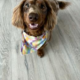 Moose - Dachshund