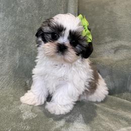 Sally - Tricolor female Shih Tzu puppy in California from Boodaboo Shih Tzu’s