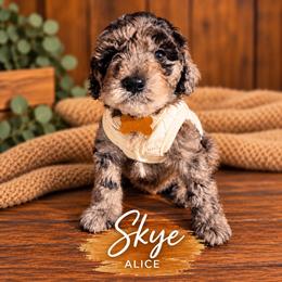 Alice - Merle female Whoodle puppy in Knoxville, Tennessee from Fleury Farm Doodles TN