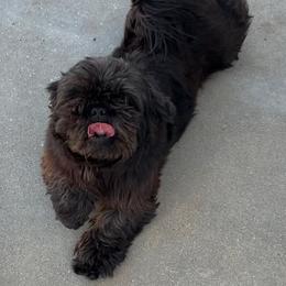 Lux - Shih Tzu