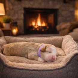 Lavender collar - Red  female Goldendoodle puppy in Inman, South Carolina from Mossy Doodles LLC