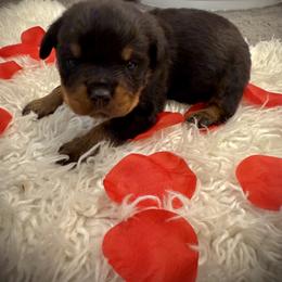 Etta - Black and mahogany female Rottweiler puppy in Denver, Colorado from Denver Rottweilers