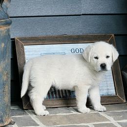 Blue - male Labrador Retriever puppy in Gaffney, South Carolina from Circle D Farms