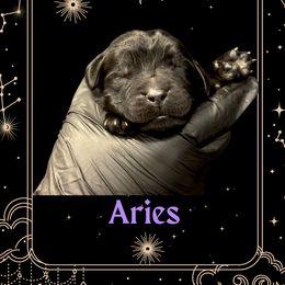 Aries - Black male Newfoundland puppy in Tully, New York from Bear Paw Newfoundlands