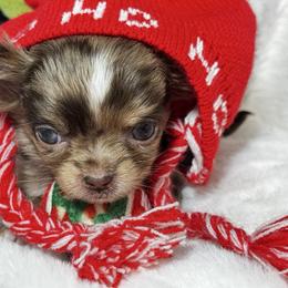 Cornelius - Merle male Chihuahua puppy in Colorado from American Dream Chihuahua’s