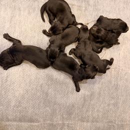 Taylor Swift - Black female Newfoundland puppy in Tully, New York from Bear Paw Newfoundlands