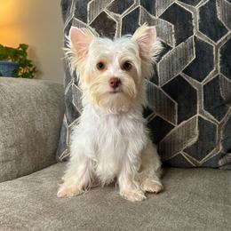 Biscuit - Parti male Yorkshire Terrier puppy in Cleveland, Tennessee from Small Paws Yorkies