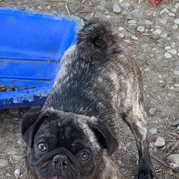 French Bulldog and Pug All Grown Up from Puddles Palace