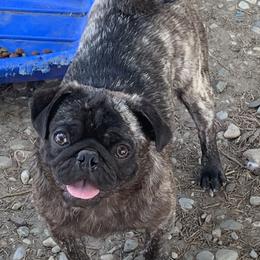 French Bulldog and Pug All Grown Up from Puddles Palace