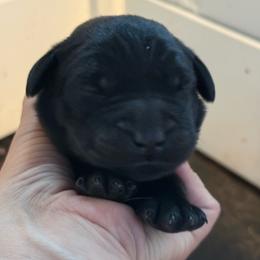 Boy 1 - Black male Labrador Retriever puppy in Isanti, Minnesota from Four Corners Family Labs