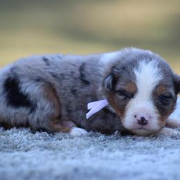 Riley - Blue merle female Miniature Australian Shepherd puppy in Bauxite, Arkansas from J & B Mini Aussies