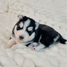 Aurora - Blue female Pomsky puppy in Greencastle, Indiana from JDpomskies