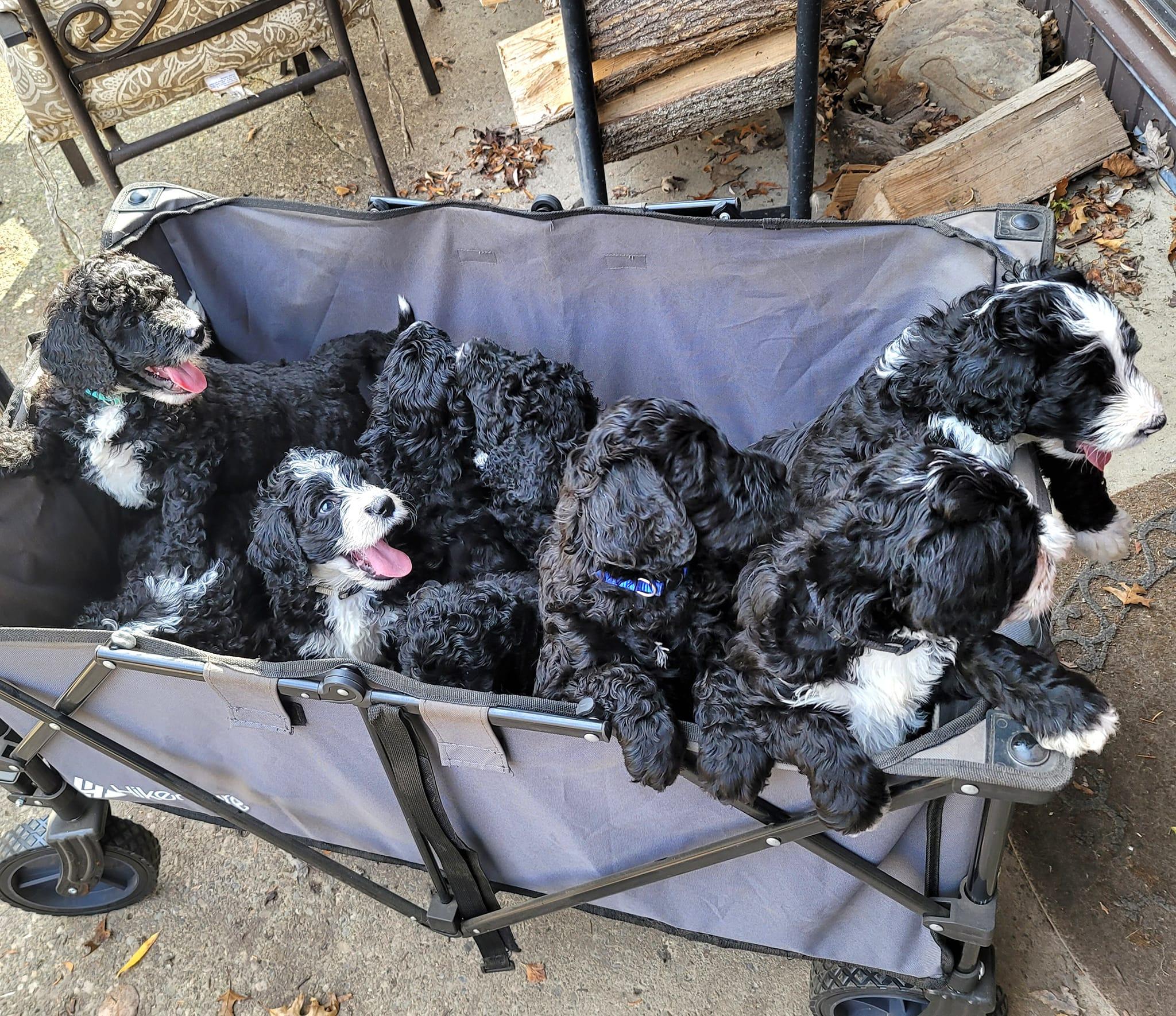 Millersport Doodles in New York Bernedoodle puppies Good Dog