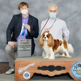 Cavalier King Charles Spaniel Puppies from Castlemar Cavaliers