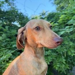 Dachshund puppies from Paradox Dachshunds